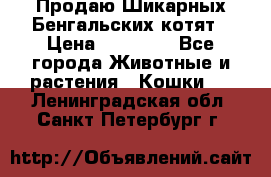 Продаю Шикарных Бенгальских котят › Цена ­ 17 000 - Все города Животные и растения » Кошки   . Ленинградская обл.,Санкт-Петербург г.